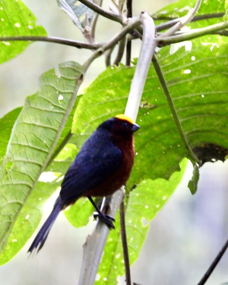 Plushcap - ML643619757