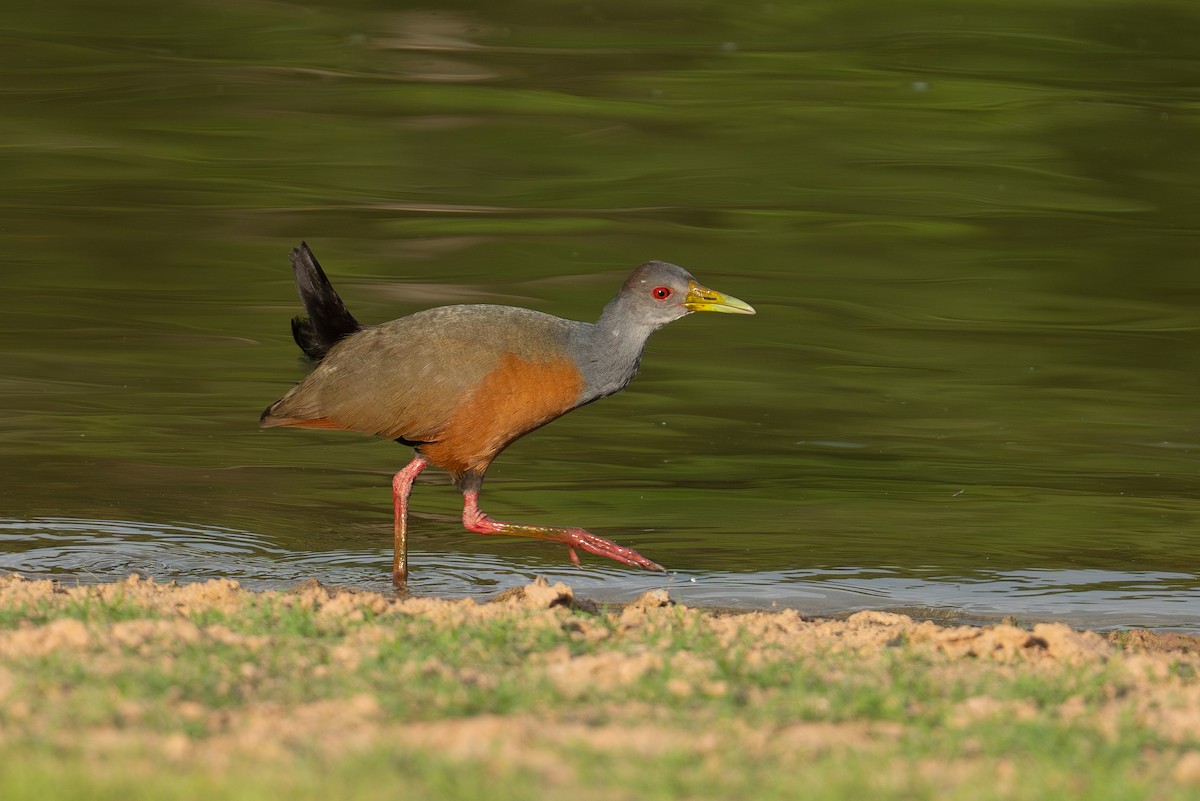 Gray-cowled Wood-Rail - ML643619781