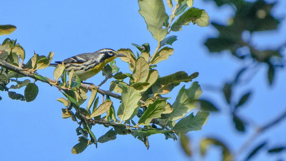 Yellow-throated Warbler - ML643619787