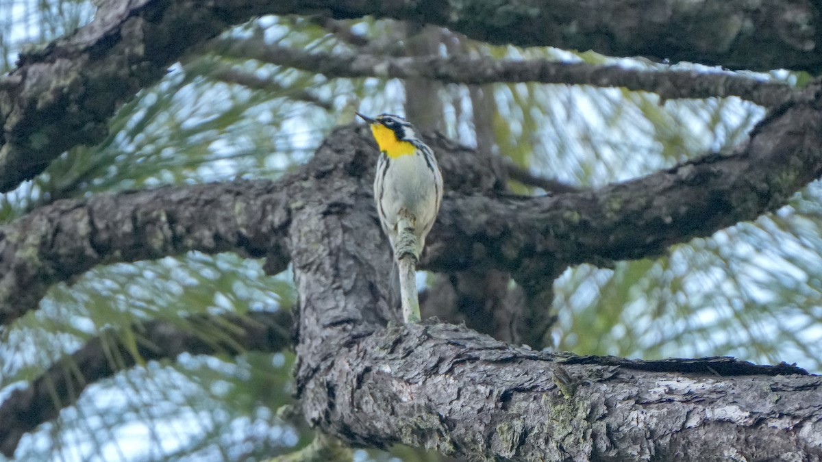 Yellow-throated Warbler - ML643619788