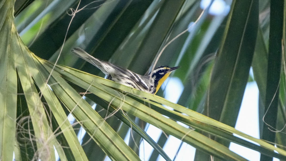 Yellow-throated Warbler - ML643619789