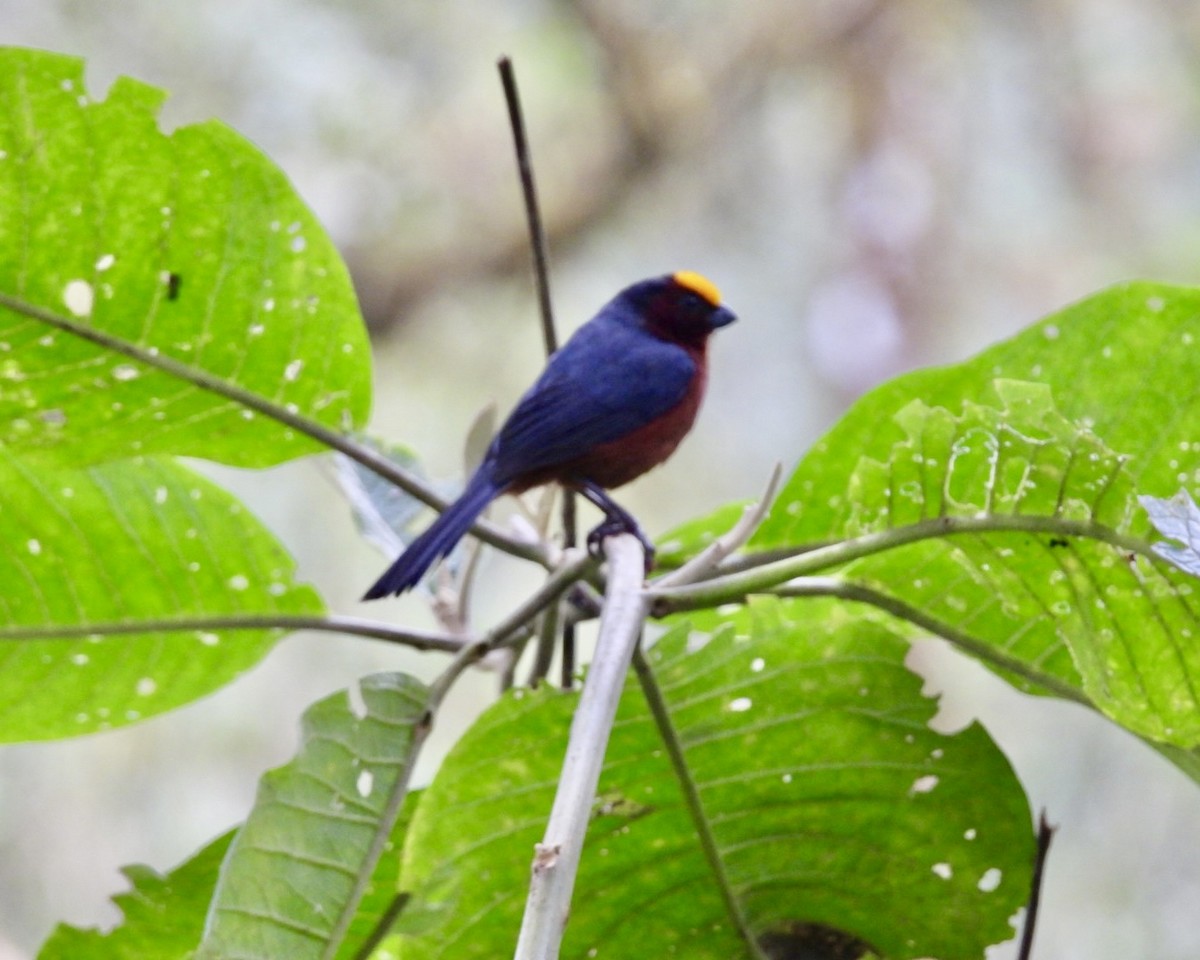 Plushcap - ML643619791