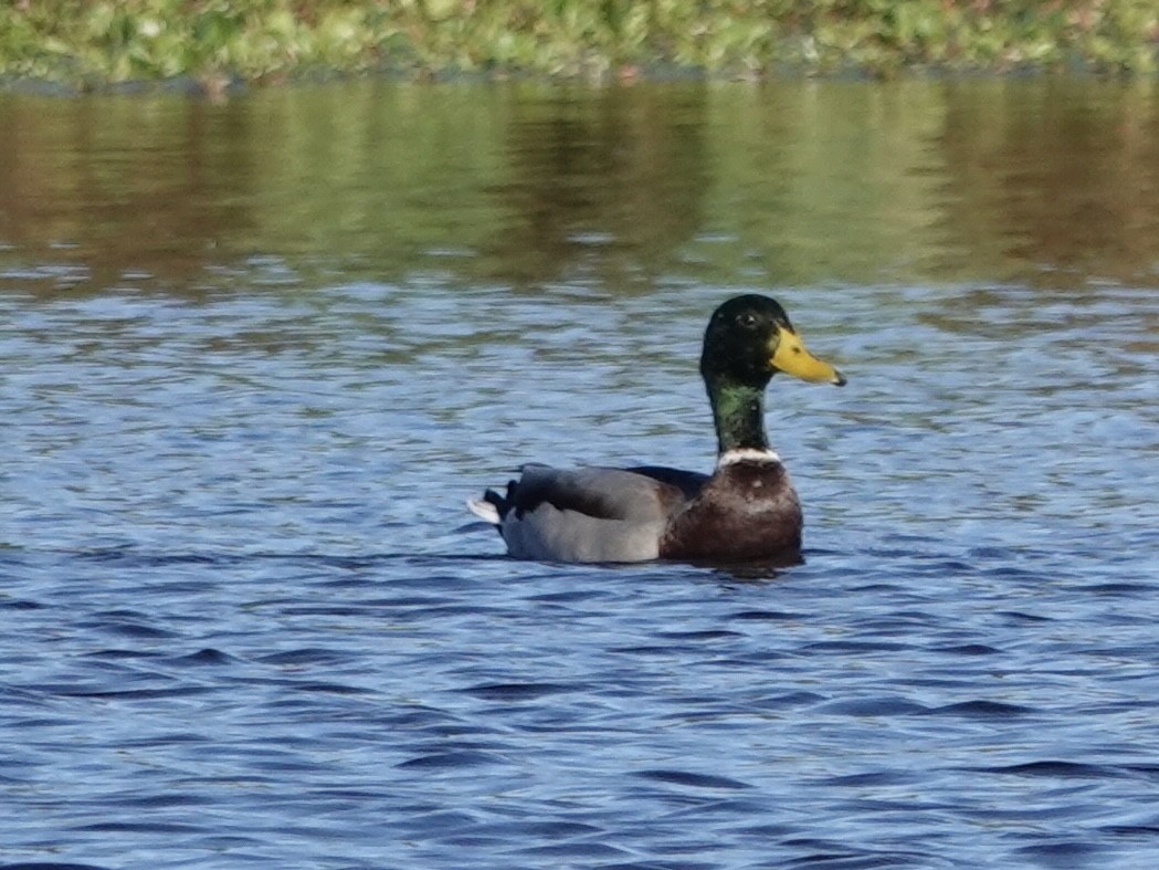 Mallard - ML643619795