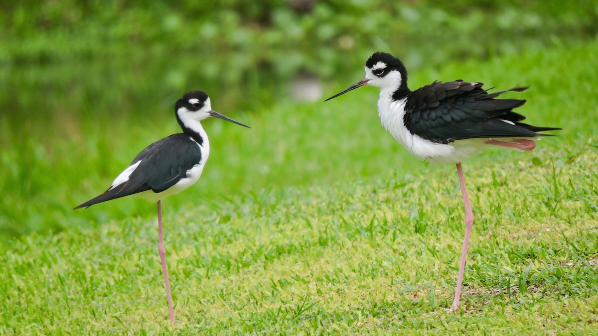 Black-necked Stilt - ML64361981