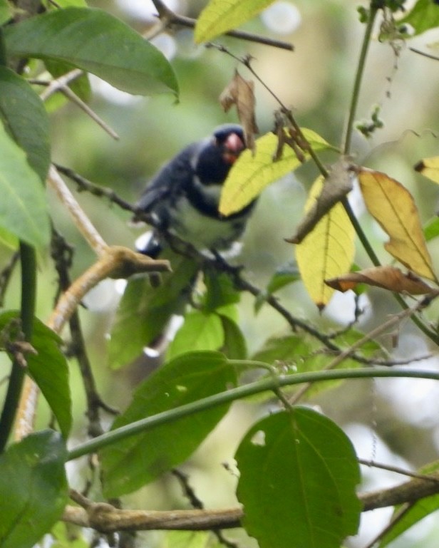 Masked Saltator - ML643619831