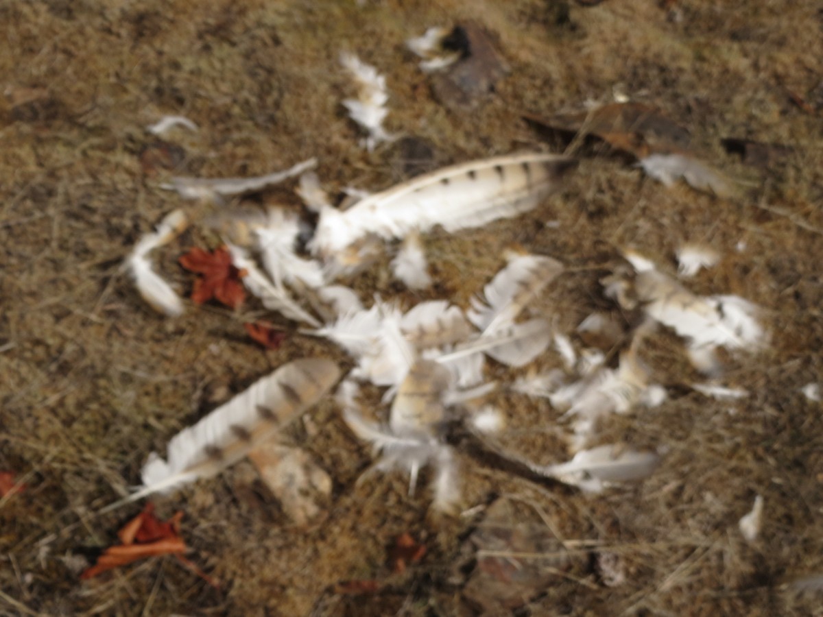 American Barn Owl - ML643619838