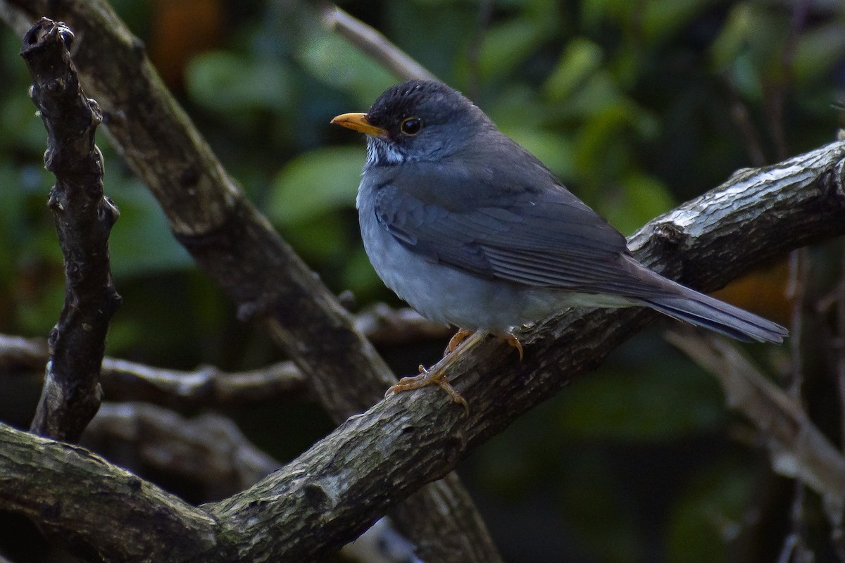Blacksmith Thrush - ML643619839