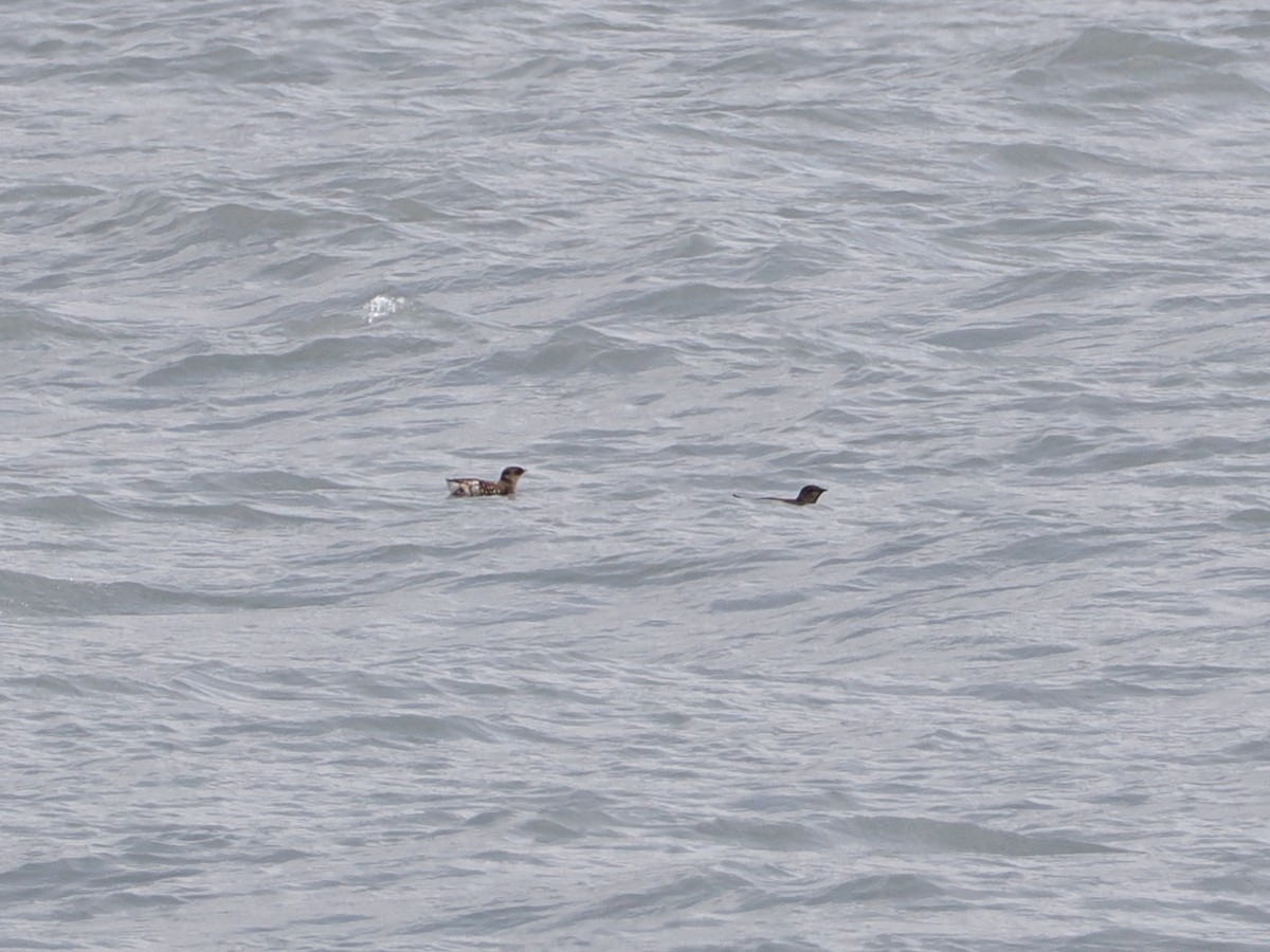 Пижик короткодзьобий - ML643619861