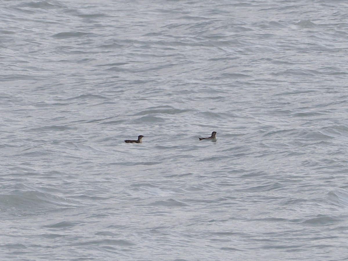 Пижик короткодзьобий - ML643619862