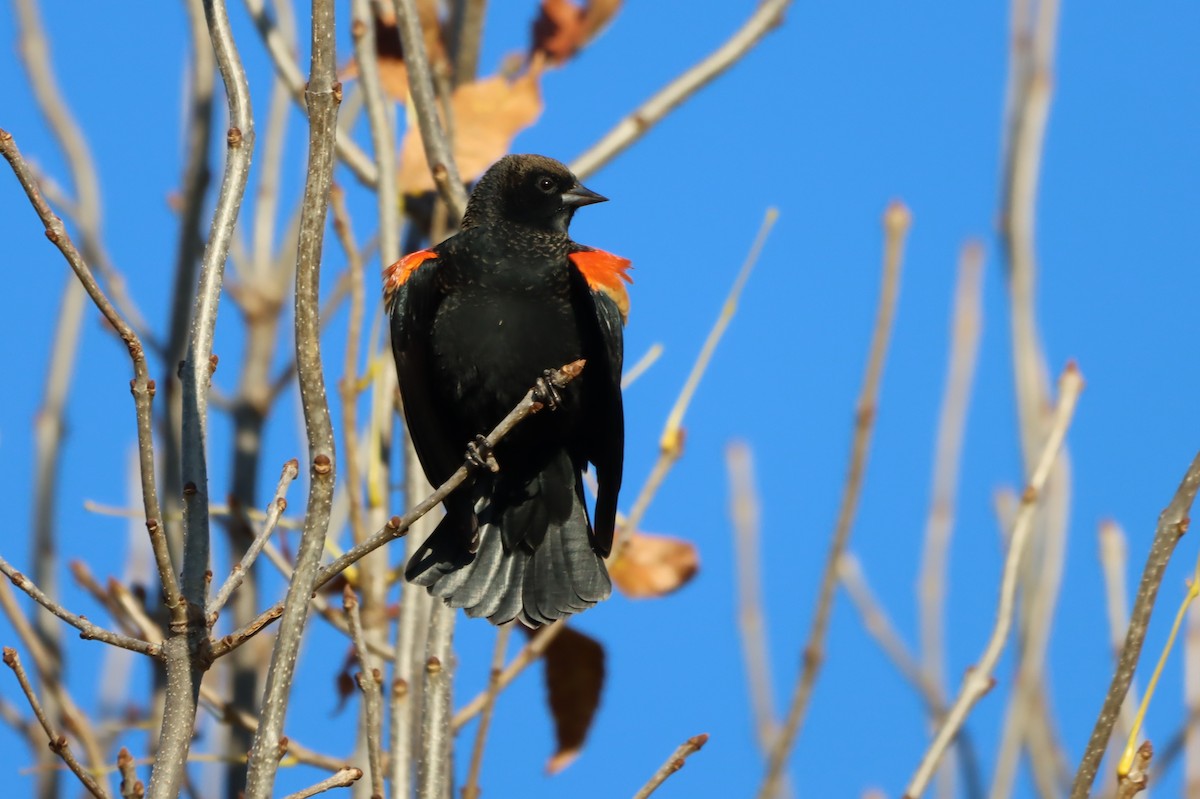 Red-winged Blackbird - ML643619870