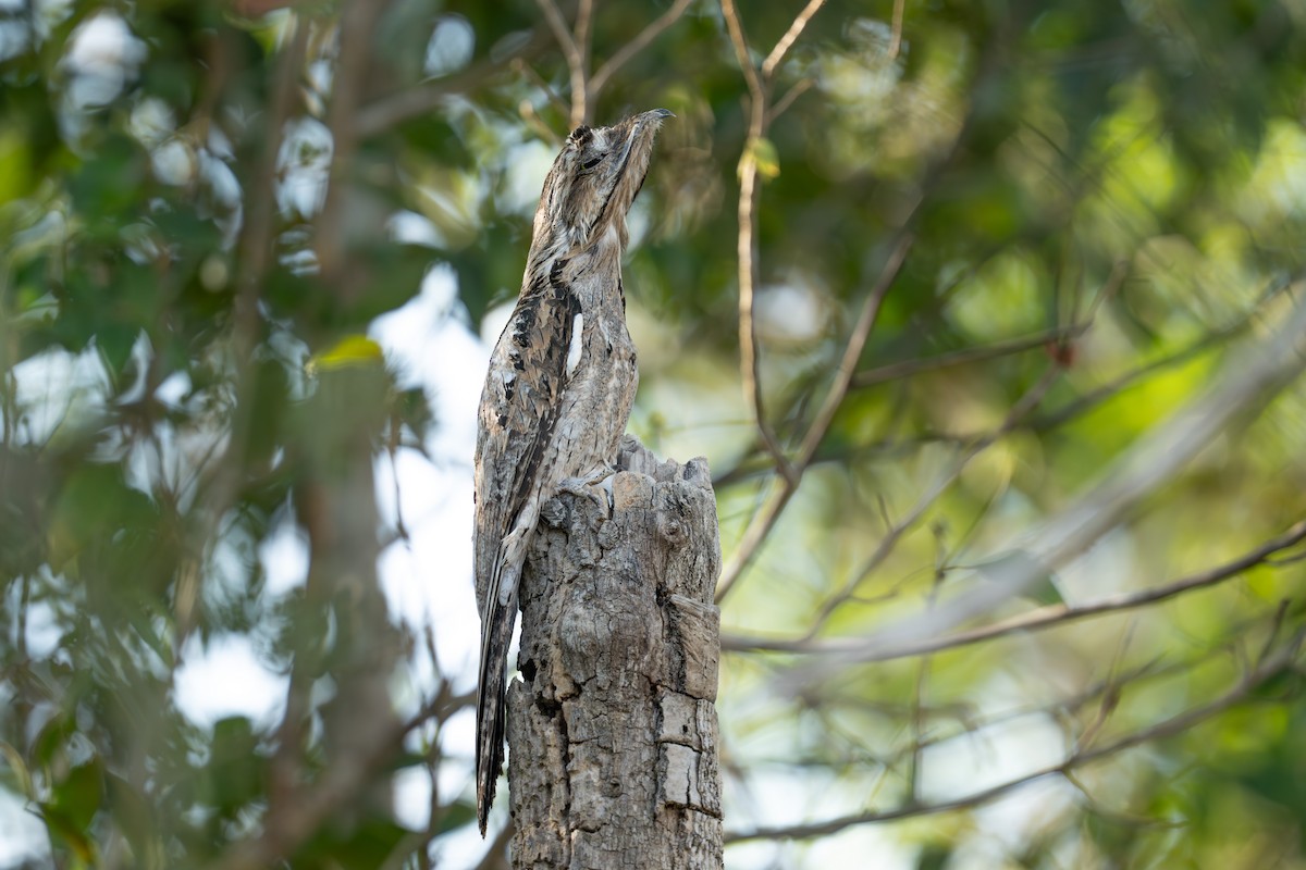 Common Potoo - ML643619872