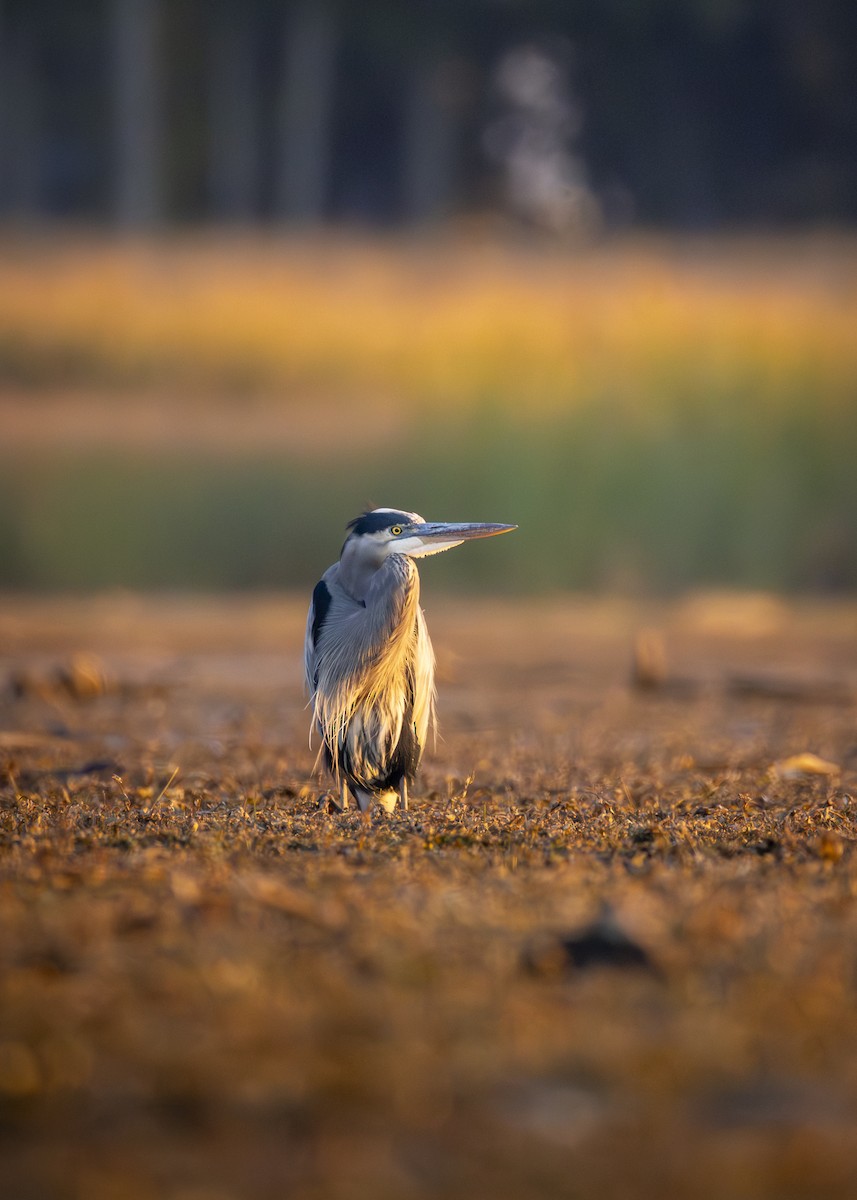 Great Blue Heron - ML643619894