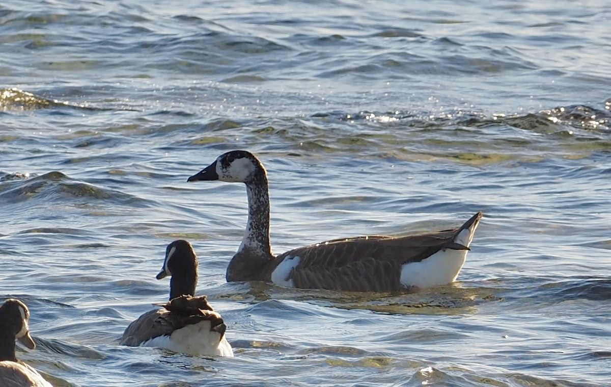 Swan Goose x Canada Goose (hybrid) - ML643619897