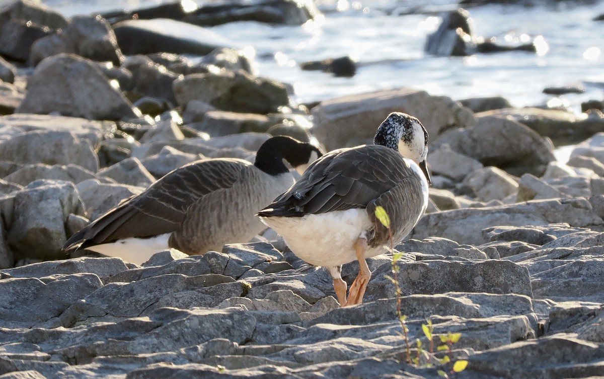 Swan Goose x Canada Goose (hybrid) - ML643619898