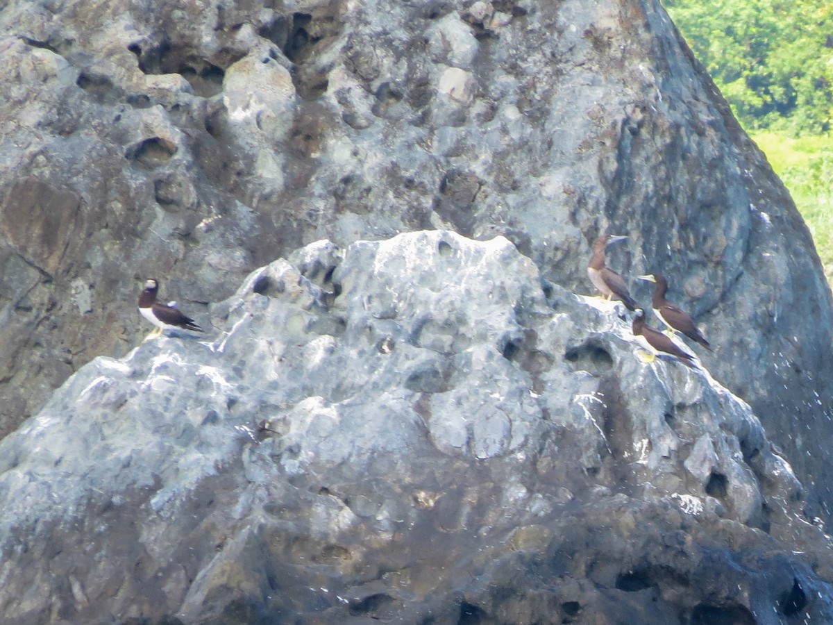 Brown Booby - ML643619910