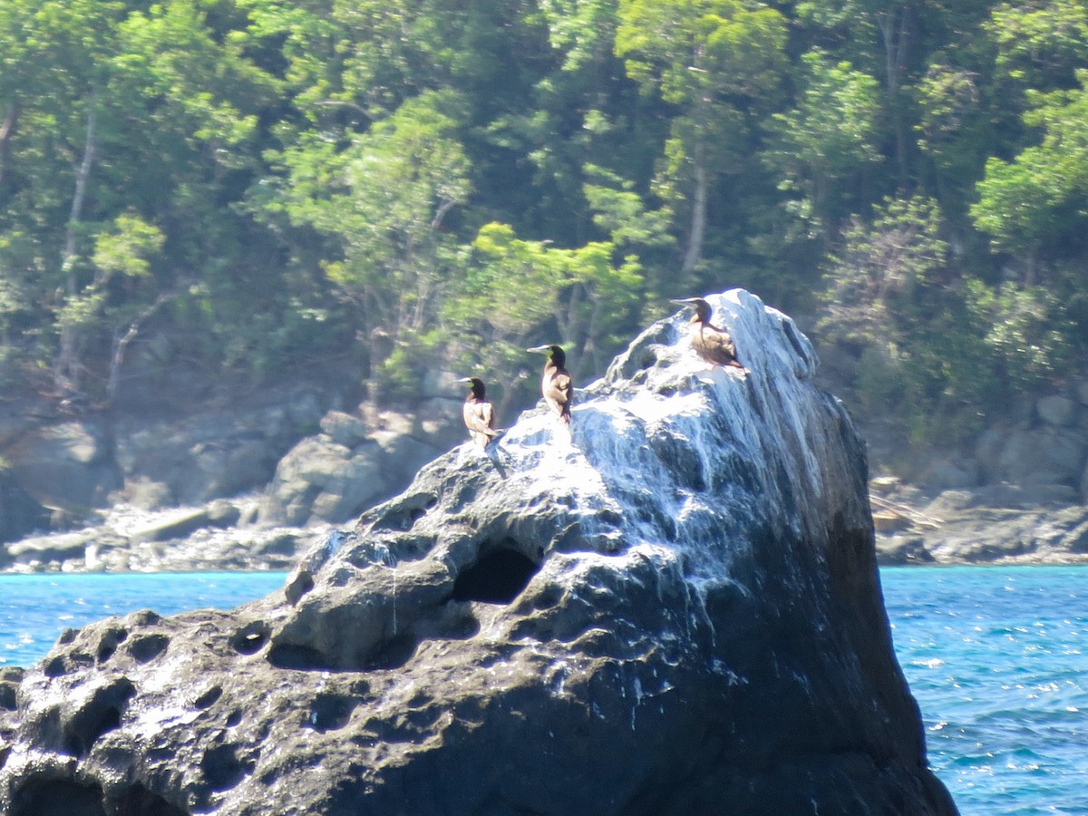 Brown Booby - ML643619911