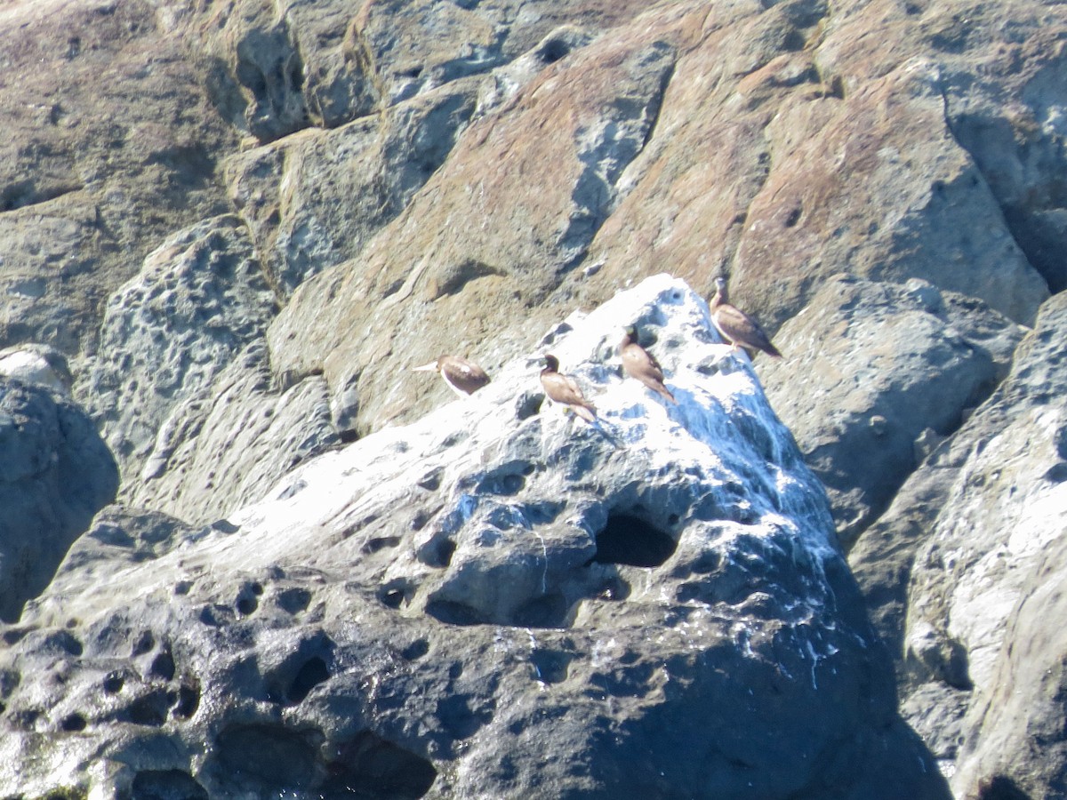 Brown Booby - ML643619912