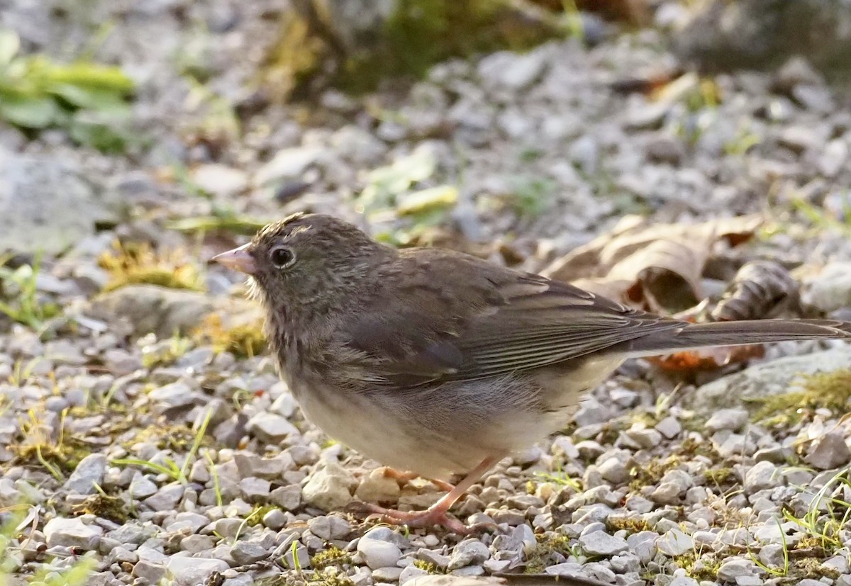 Dark-eyed Junco - ML643619929