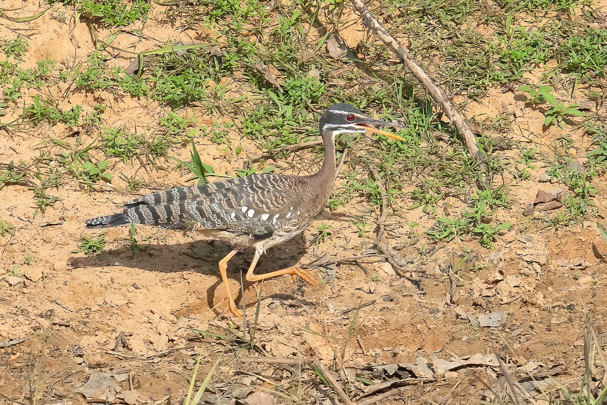 ジャノメドリ - ML643619942