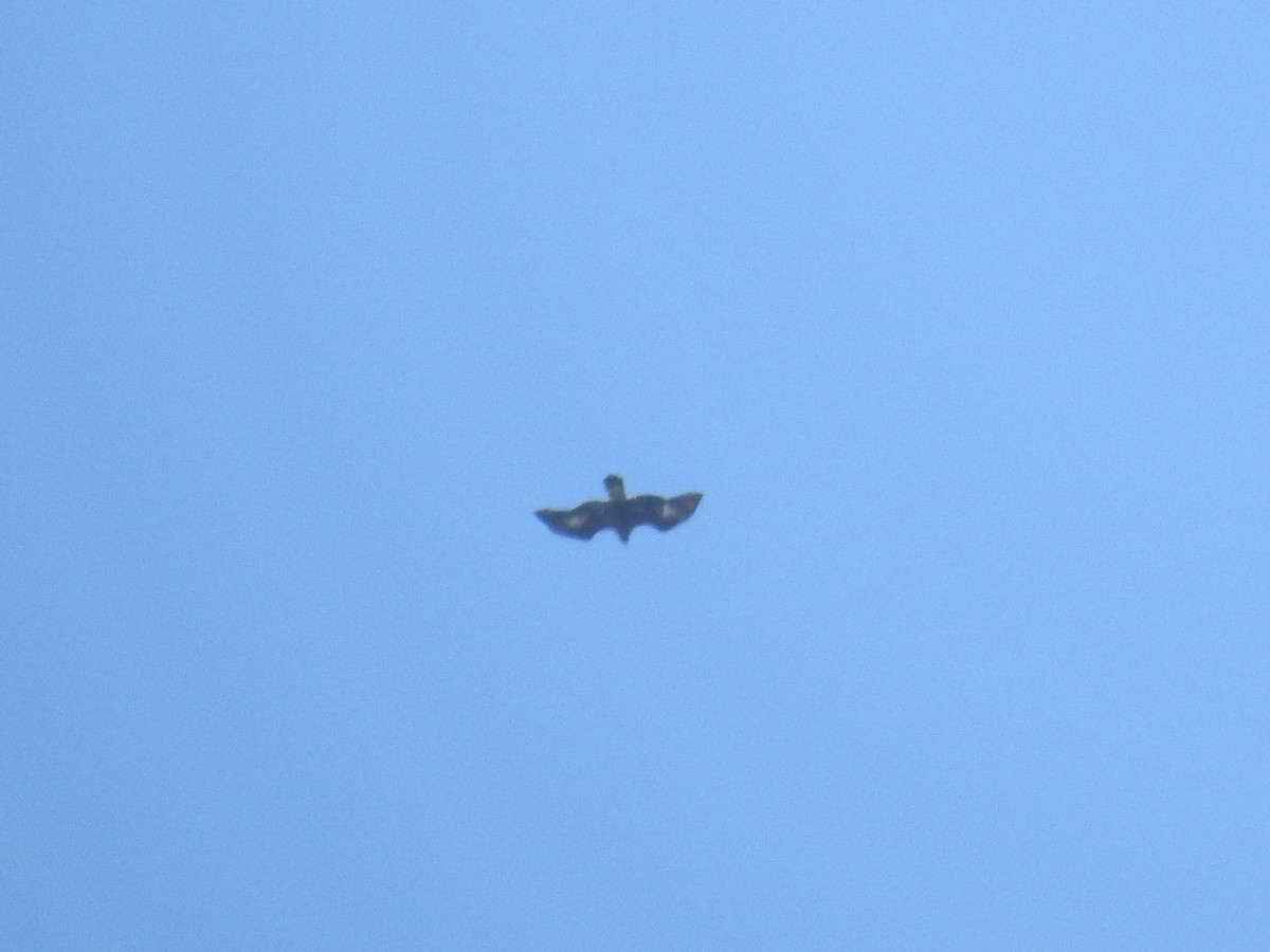 Golden Eagle - ML643619954