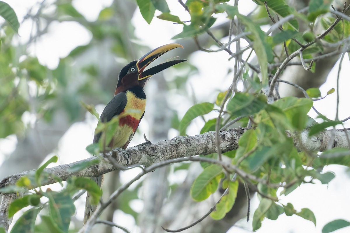 チャミミチュウハシ - ML643620015