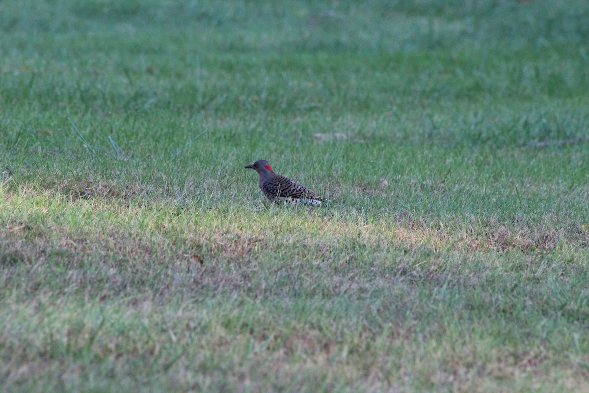 Northern Flicker - ML643620016