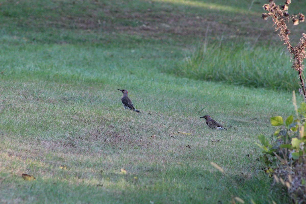 Northern Flicker - ML643620017