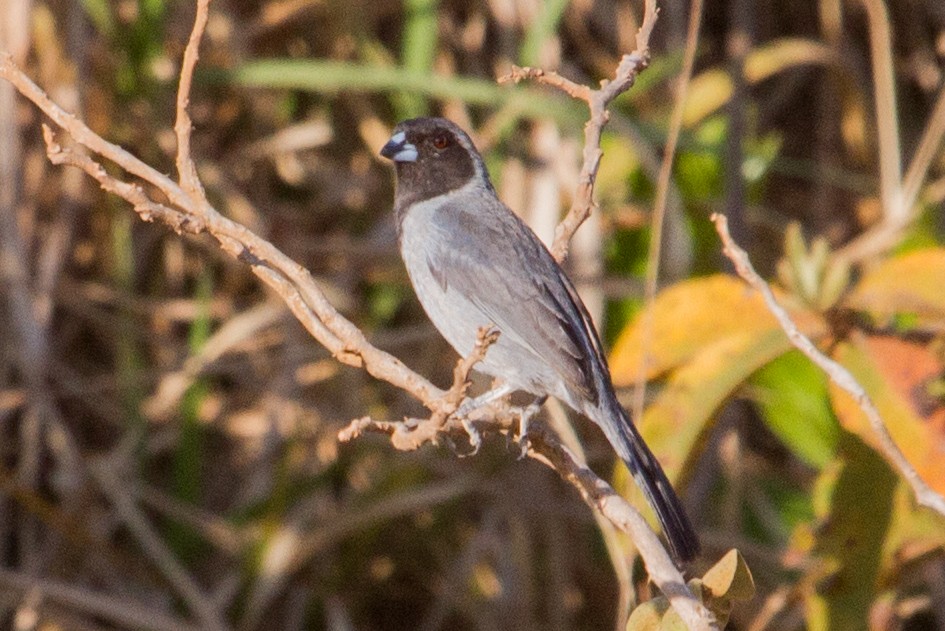 Чернолицая танагра - ML643620018