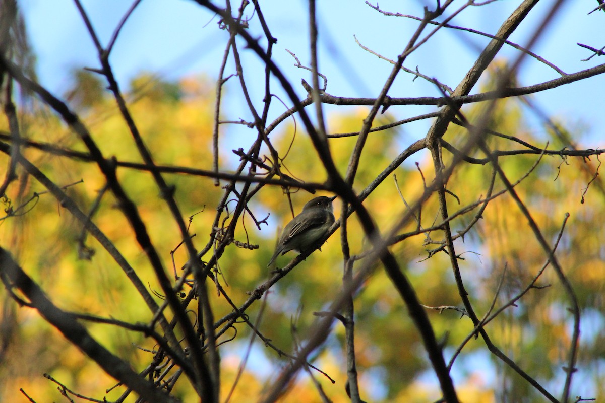 Eastern Phoebe - ML643620050
