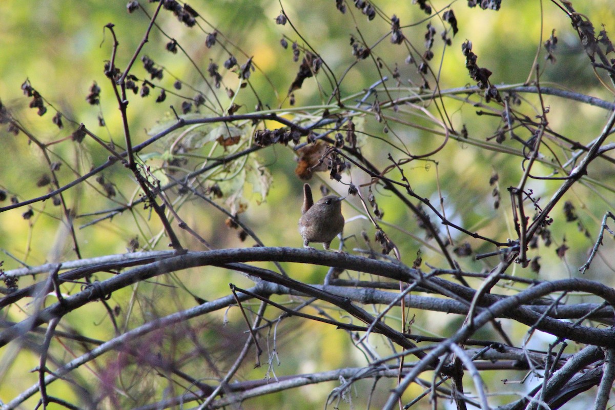 Winter Wren - ML643620068