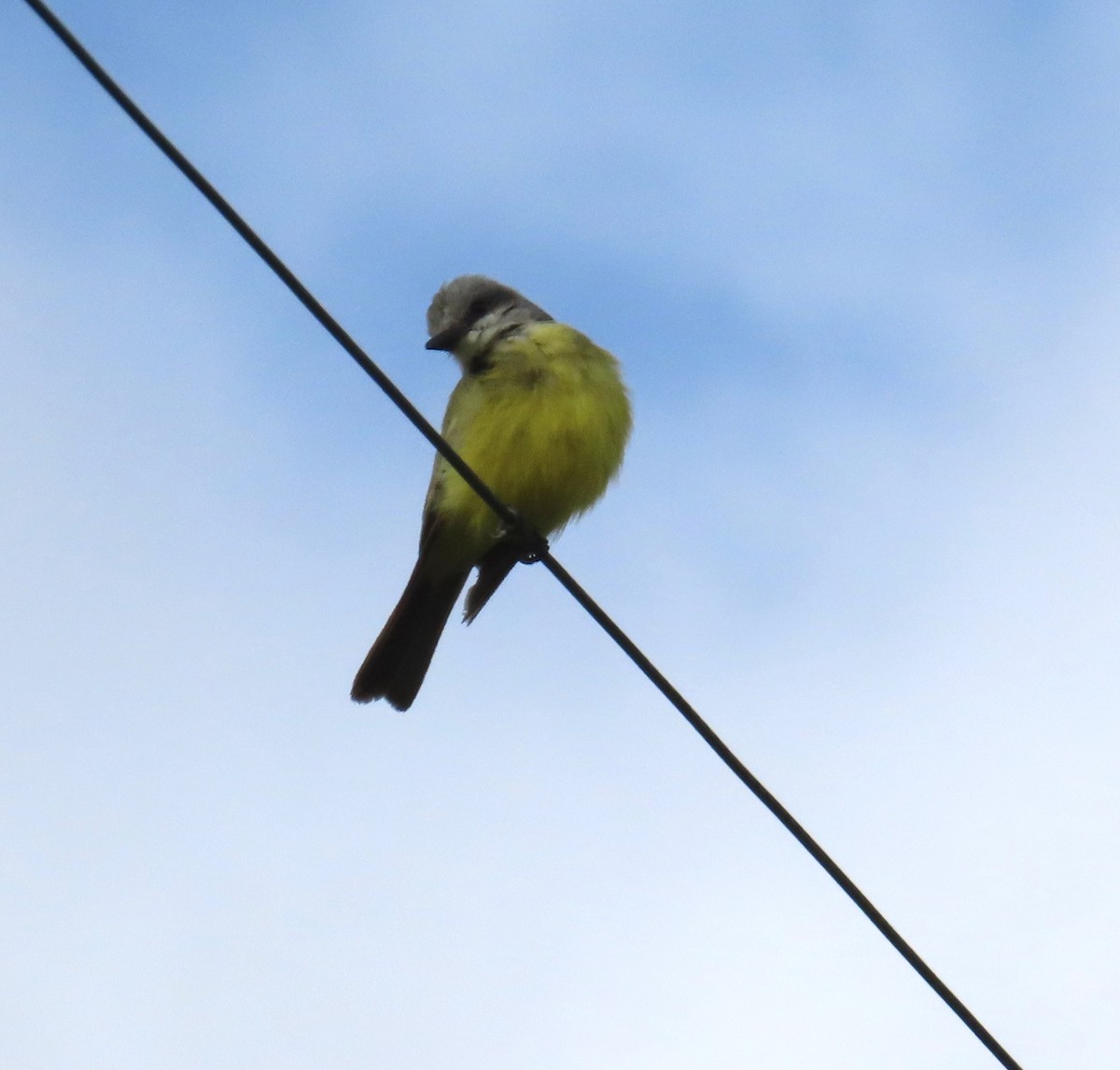 Tyran mélancolique - ML643620073