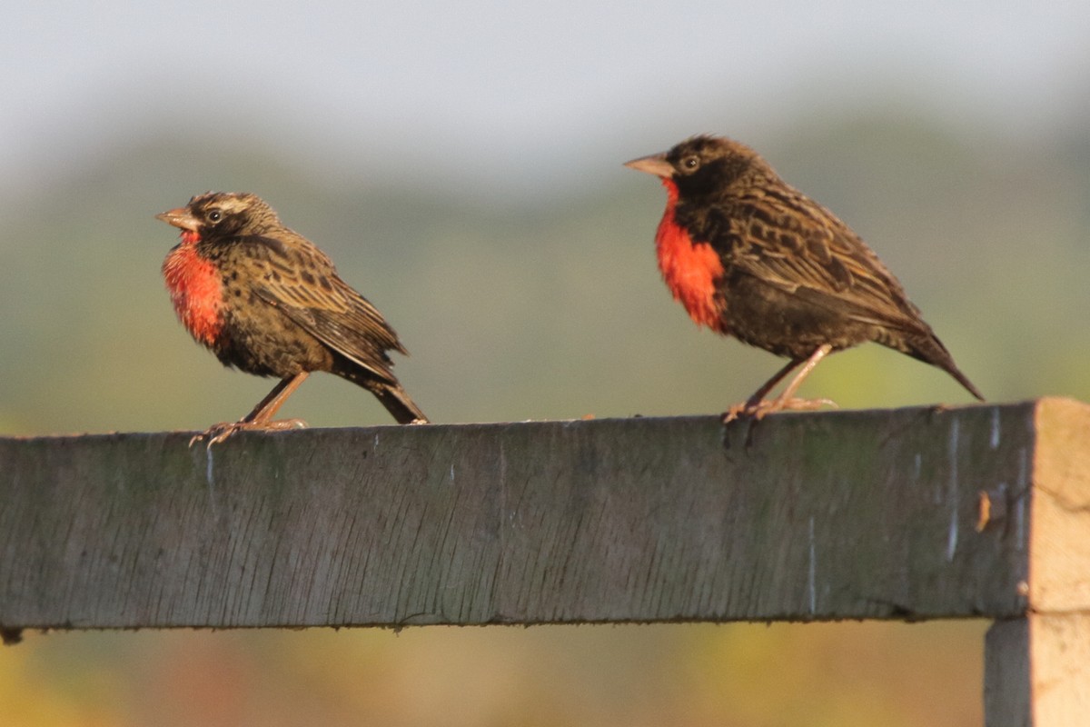 Red-breasted Meadowlark - ML643620078