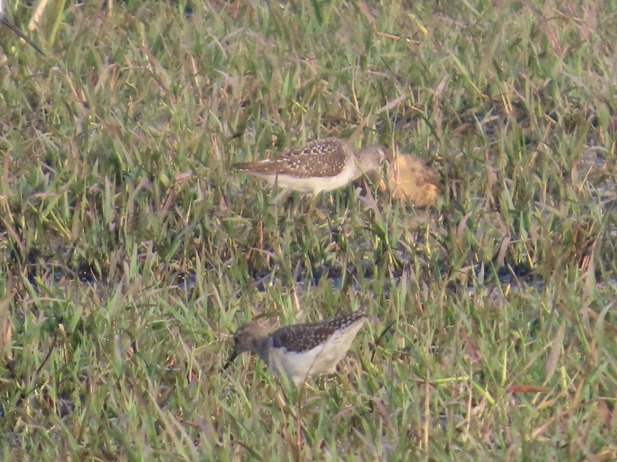 Wood Sandpiper - ML643620090
