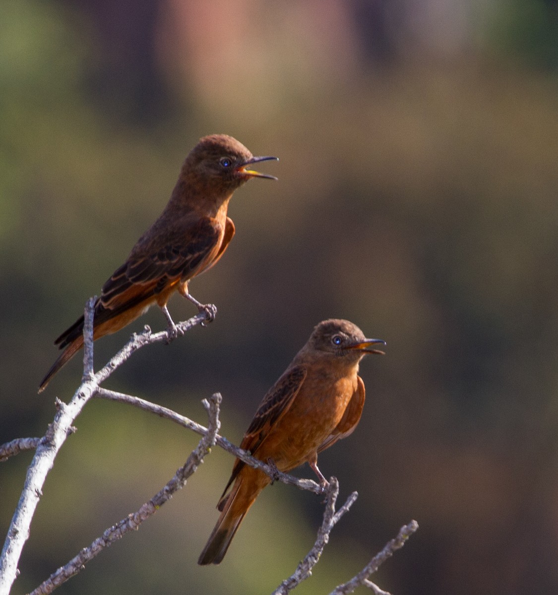 Cliff Flycatcher - ML643620100