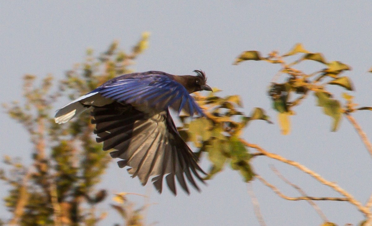Curl-crested Jay - ML643620119