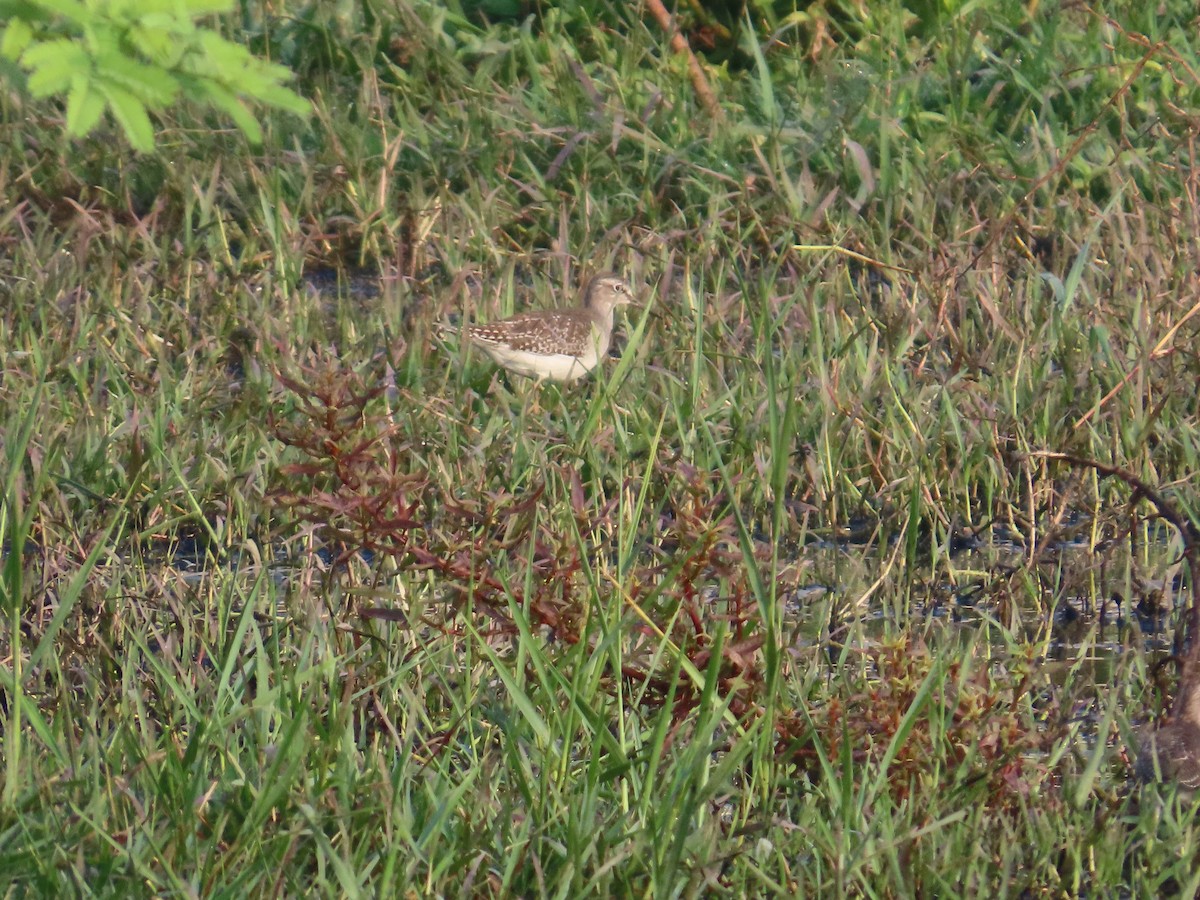 Wood Sandpiper - ML643620121