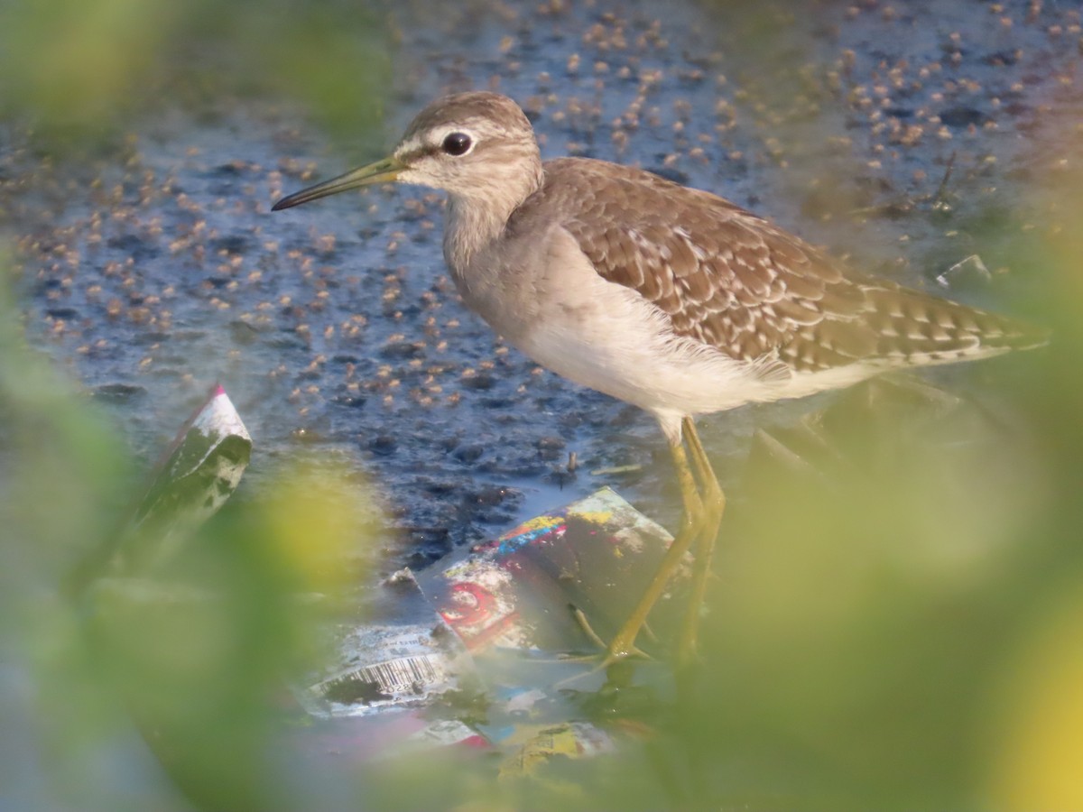Wood Sandpiper - ML643620125