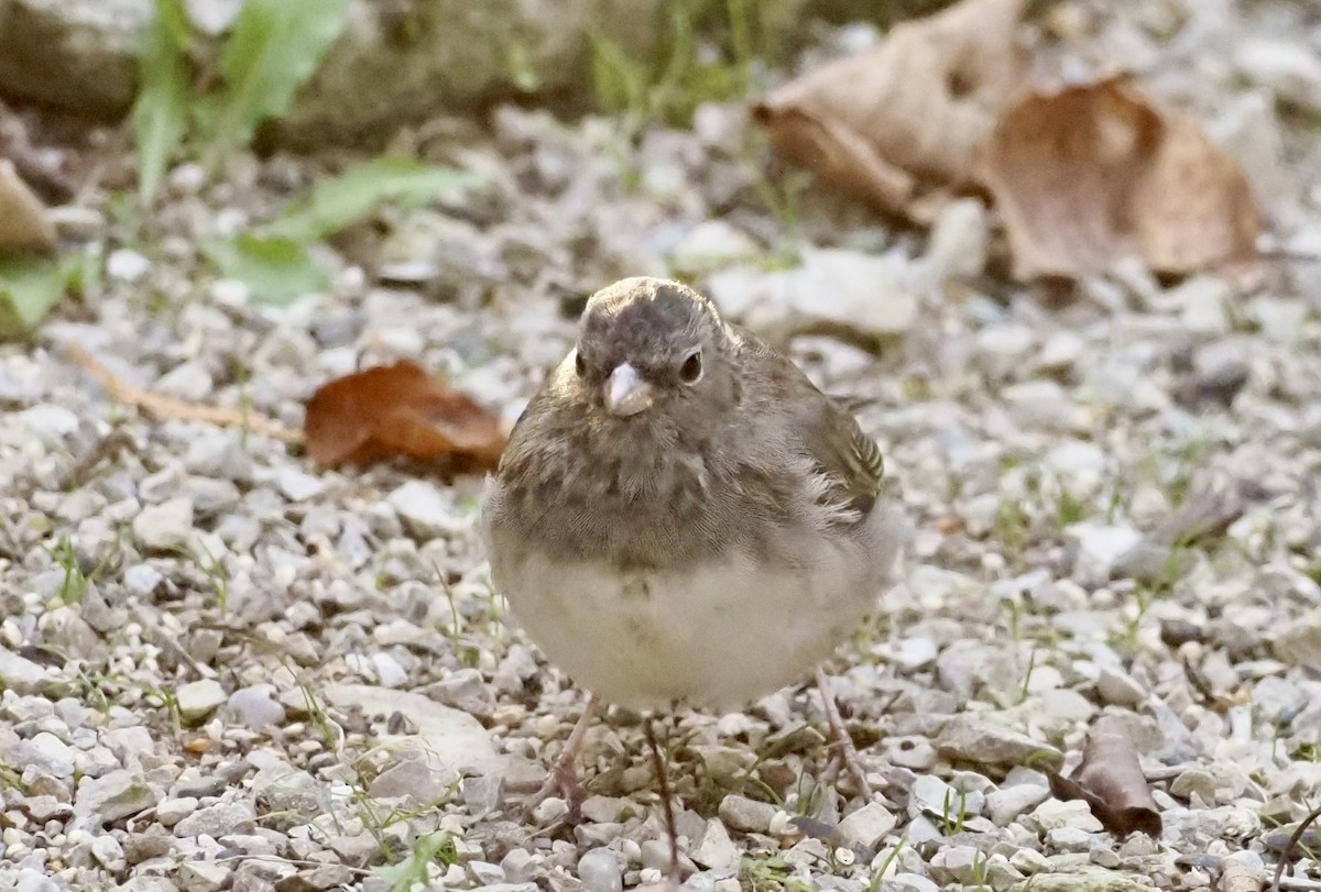 Dark-eyed Junco - ML643620126