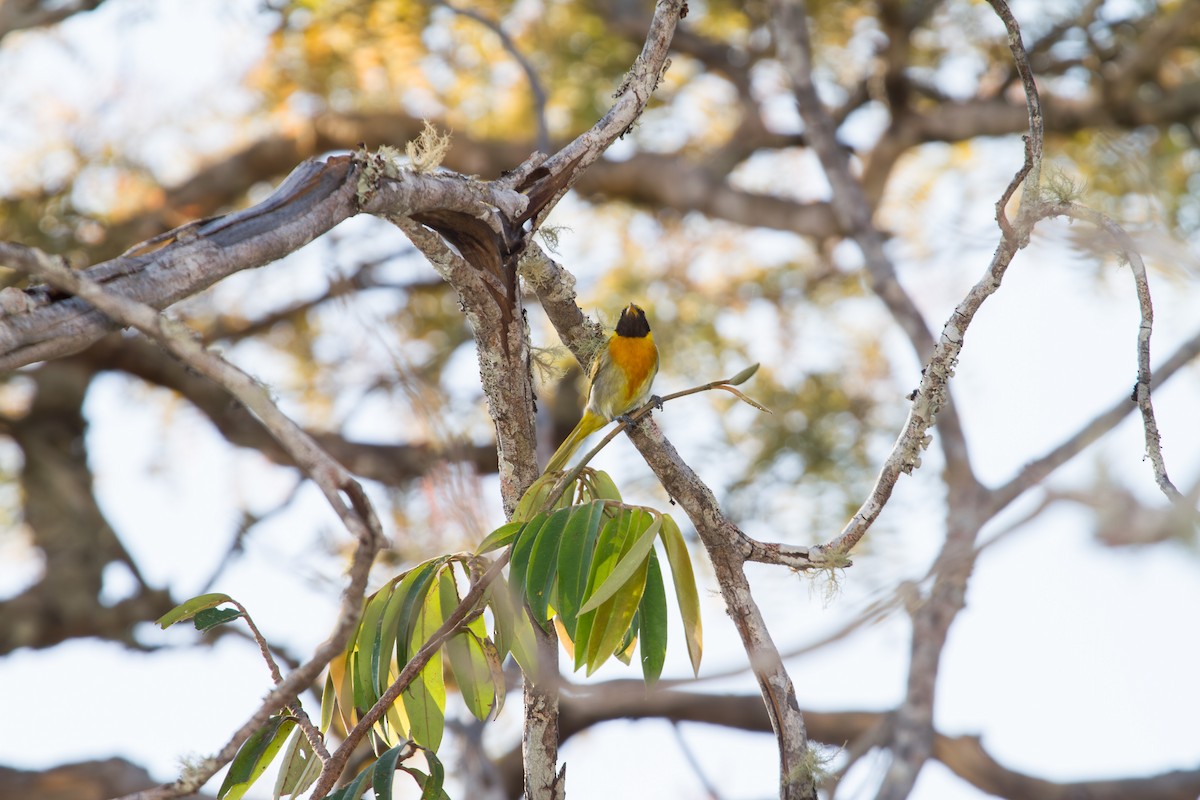 Guira Tanager - ML643620127