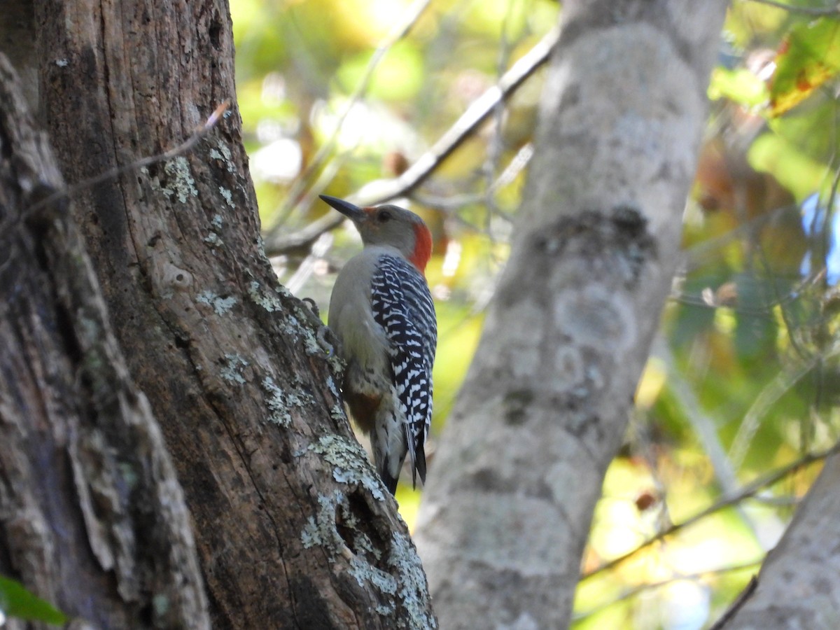 Red-bellied Woodpecker - ML643620141