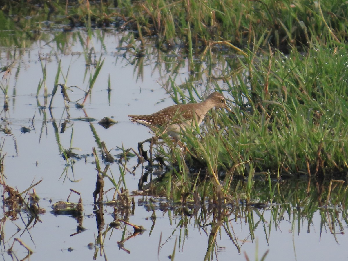 Wood Sandpiper - ML643620143