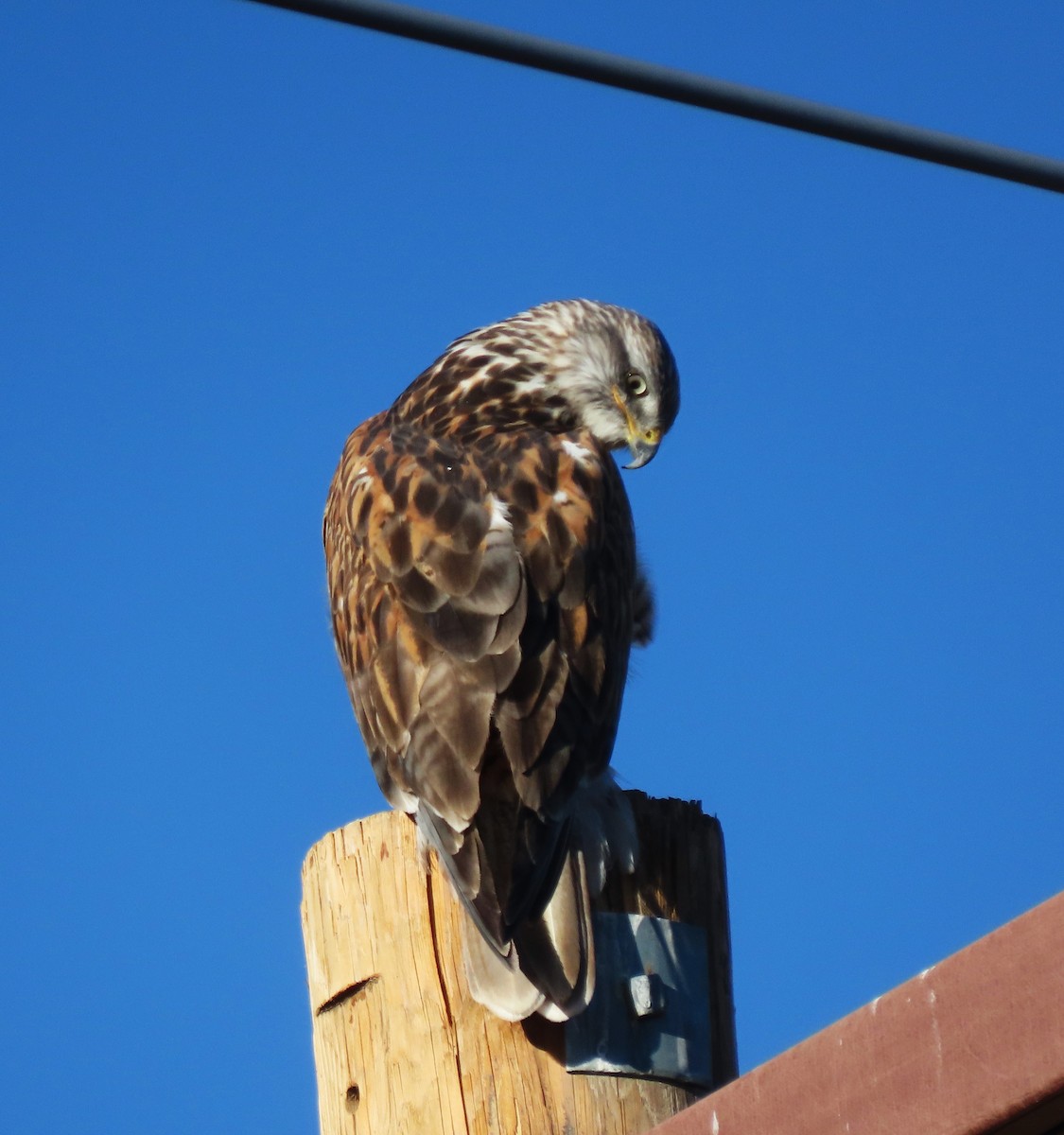 Ferruginous Hawk - ML643620144