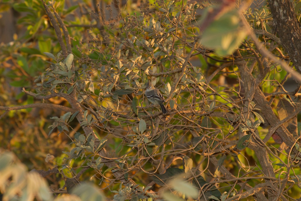 Plain-crested Elaenia - ML643620158