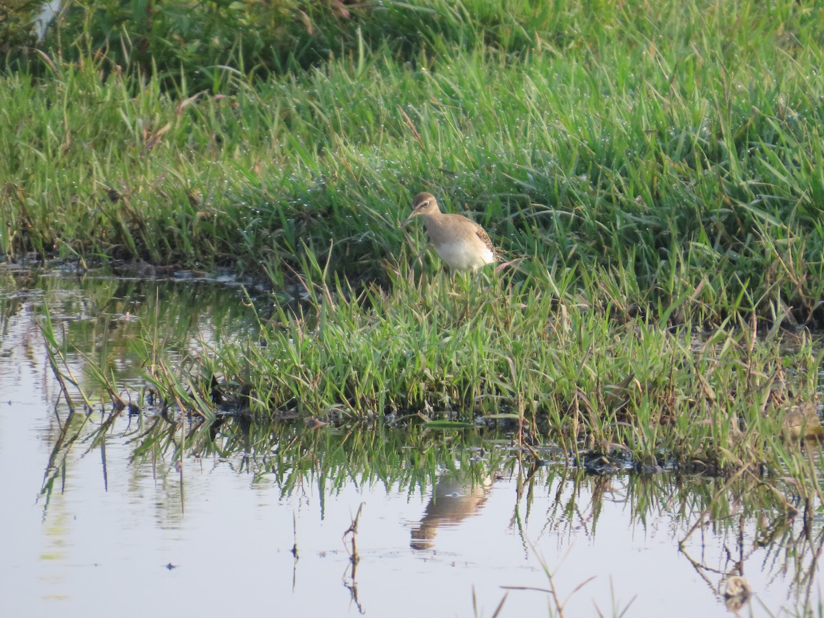 Wood Sandpiper - ML643620163