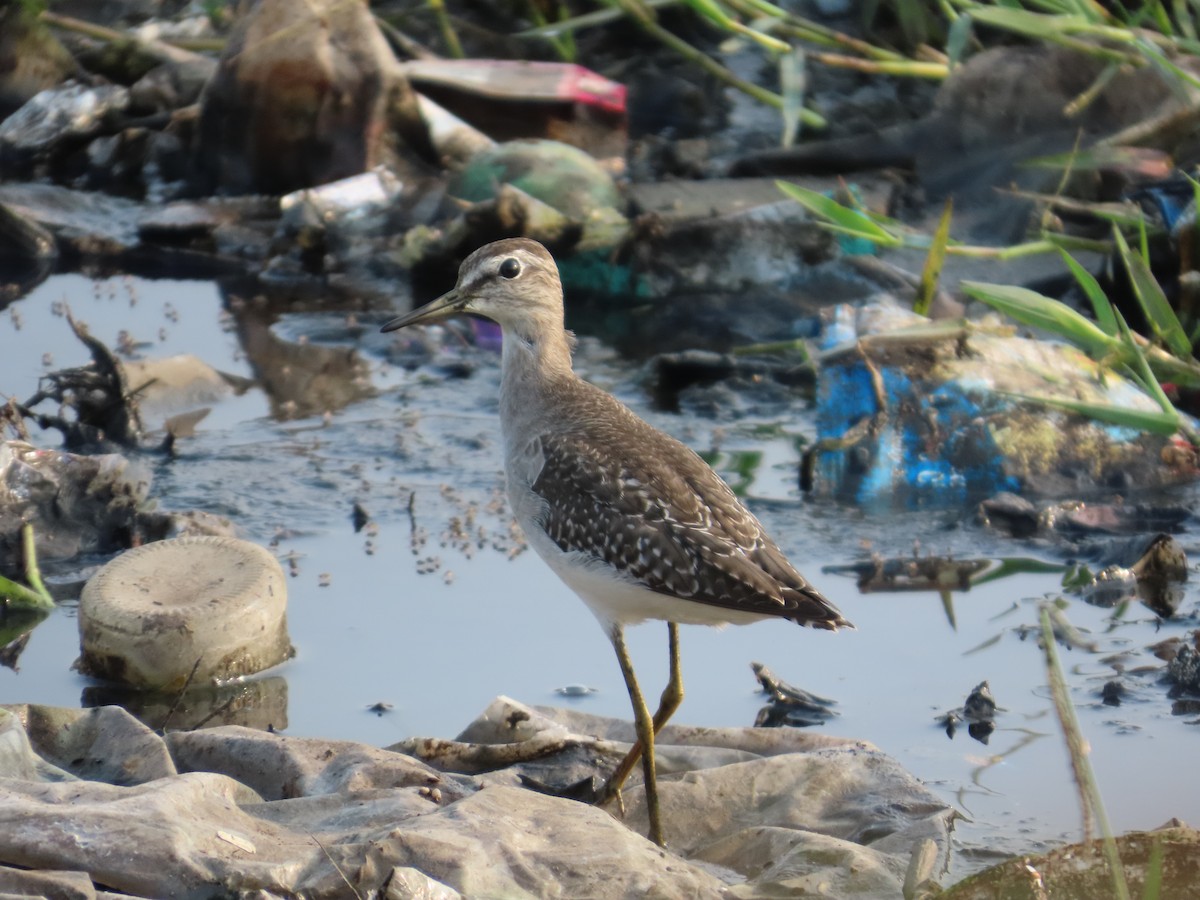 Wood Sandpiper - ML643620166