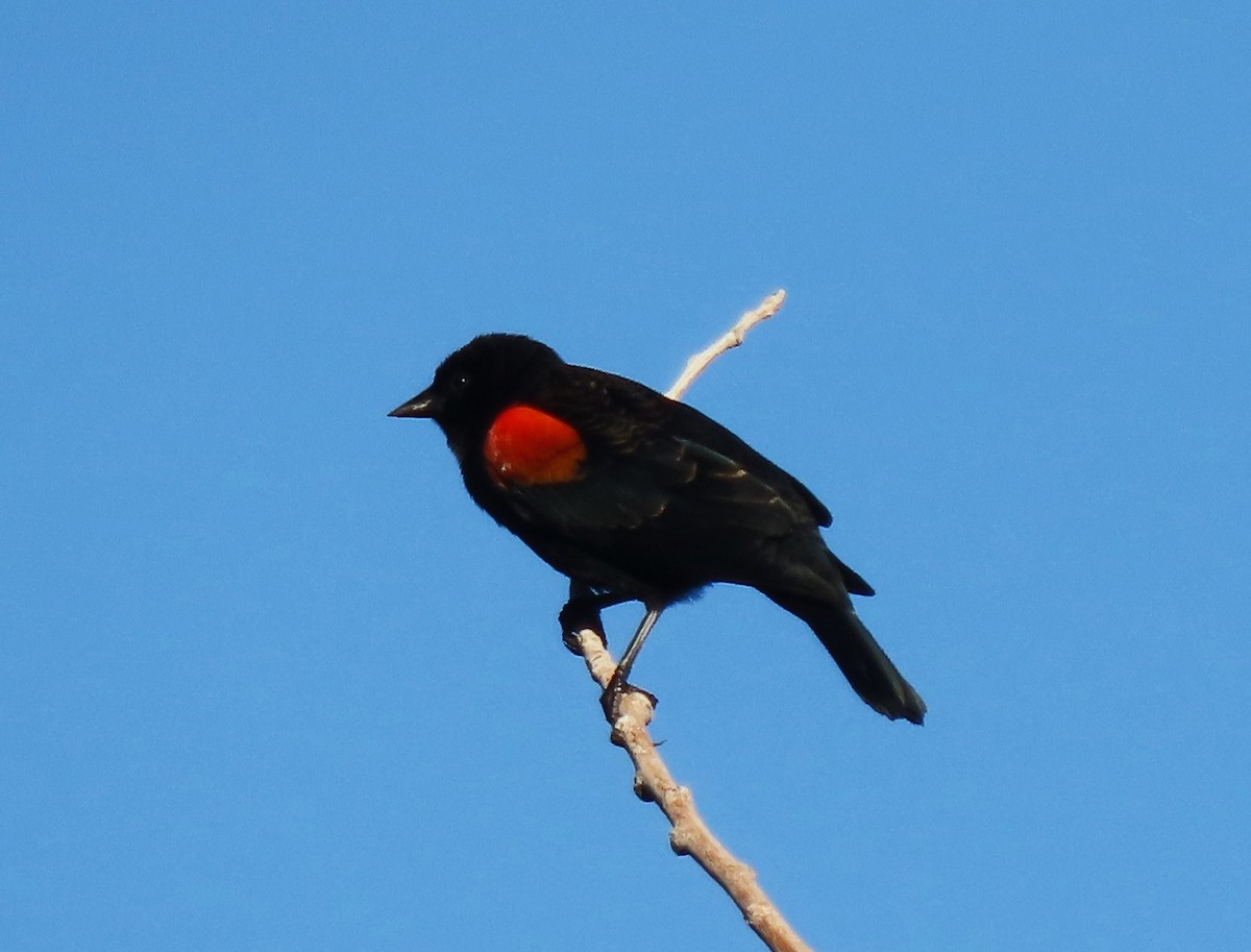 Red-winged Blackbird - ML643620169