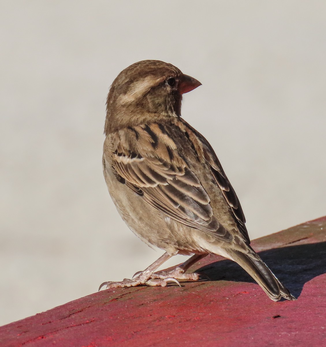 House Sparrow - ML643620174