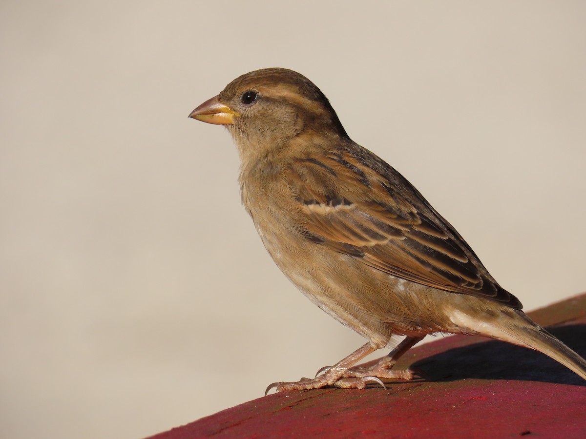 House Sparrow - ML643620175