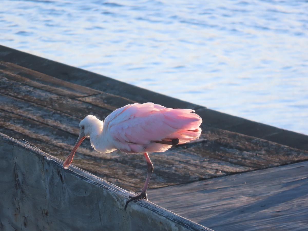 Roseate Spoonbill - ML643620176