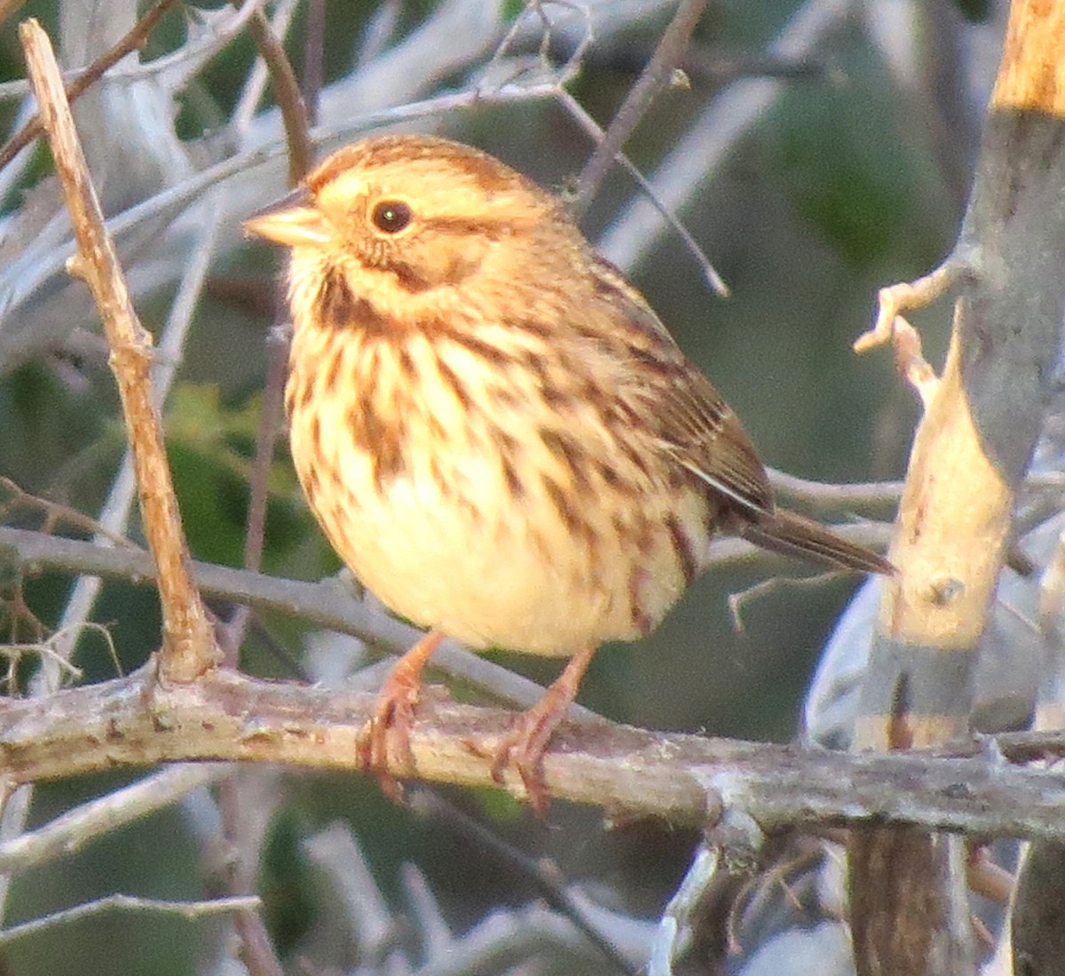 Song Sparrow - ML643620178